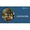 OLIVICULTURA